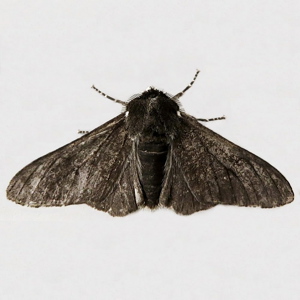 Image of Peppered Moth - Biston betularia  f. carbonaria