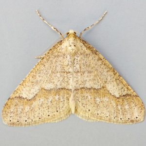 Image of Dotted Border - Agriopis marginaria