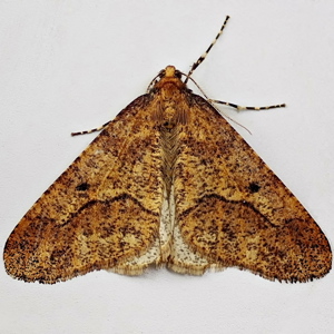 Image of Mottled Umber - Erannis defoliaria