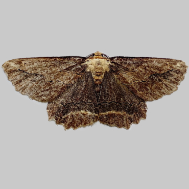 Picture of Waved Umber - Menophra abruptaria f. fuscata*