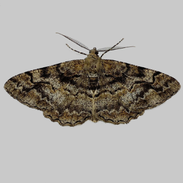 Picture of Mottled Beauty - Alcis repandata