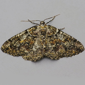 Image of Brussels Lace - Cleorodes lichenaria