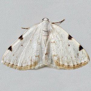 Image of White-pinion Spotted - Lomographa bimaculata