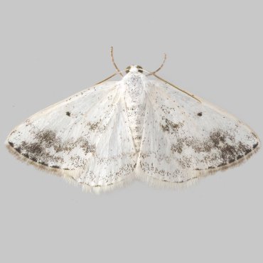 Picture of Clouded Silver - Lomographa temerata