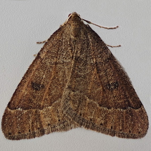 Image of Early Moth - Theria primaria*