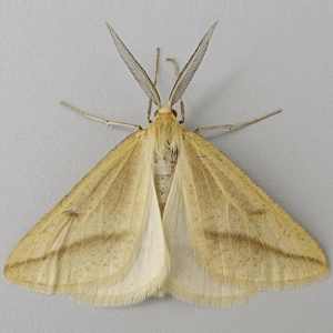 Image of Straw Belle - Aspitates gilvaria ssp. burrenensis