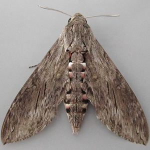 Image of Convolvulus Hawk-moth - Agrius convolvuli (Female)