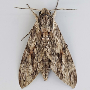 Image of Convolvulus Hawk-moth - Agrius convolvuli (Male)