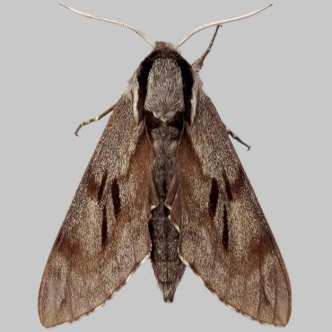 Picture of Pine Hawk-moth - Sphinx pinastri