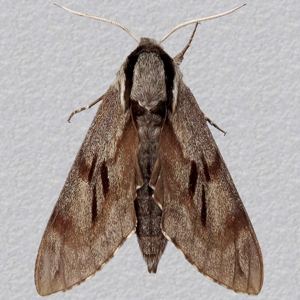 Image of Pine Hawk-moth - Sphinx pinastri