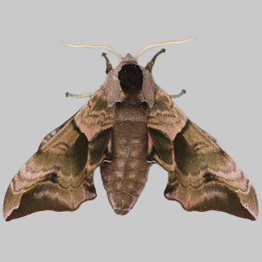 Picture of Eyed Hawk-moth - Smerinthus ocellata