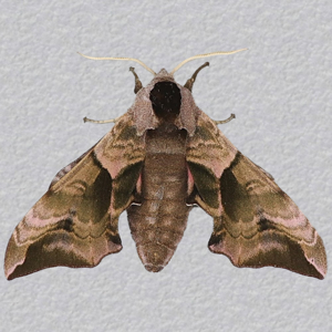 Image of Eyed Hawk-moth - Smerinthus ocellata
