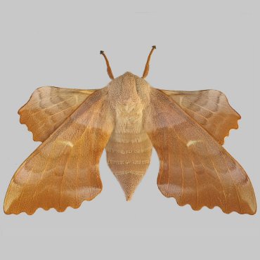 Picture of Poplar Hawk-moth - Laothoe populi (Female)