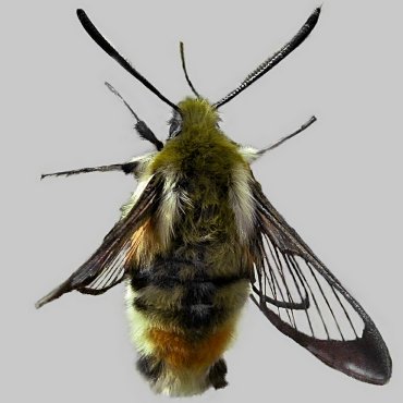 Picture of Narrow-bordered Bee Hawk-moth - Hemaris tityus