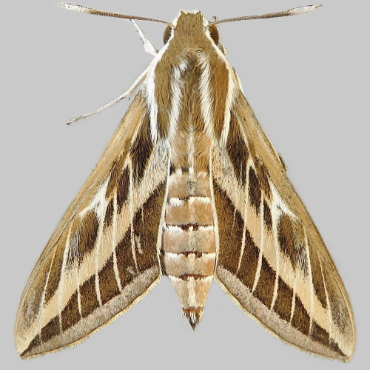 Picture of Striped Hawk-moth - Hyles livornica