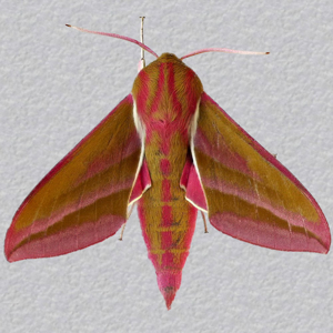 Image of Elephant Hawk-moth - Deilephila elpenor