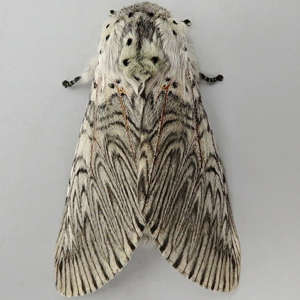 Image of Puss Moth - Cerura vinula