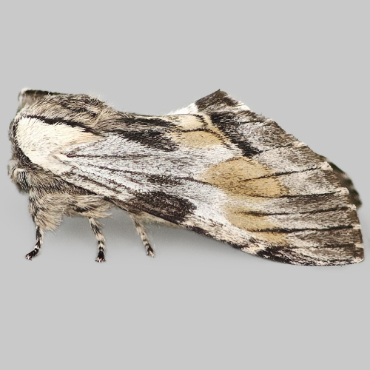 Picture of Tawny Prominent - Harpyia milhauseri
