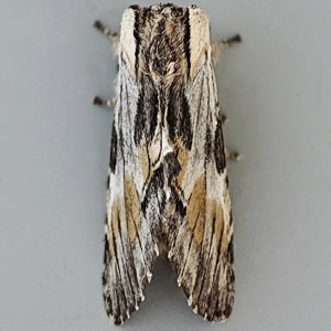 Image of Tawny Prominent - Harpyia milhauseri
