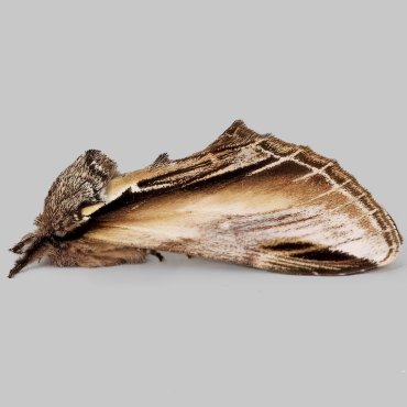 Picture of Swallow Prominent - Pheosia tremula