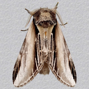 Image of Swallow Prominent - Pheosia tremula