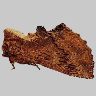 Picture of Coxcomb Prominent - Ptilodon capucina