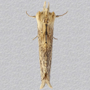 Image of Pale Prominent - Pterostoma palpina