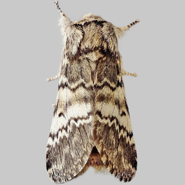 Picture of Lunar Marbled Brown - Drymonia ruficornis