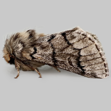 Picture of Pine Processionary - Thaumetopoea pityocampa