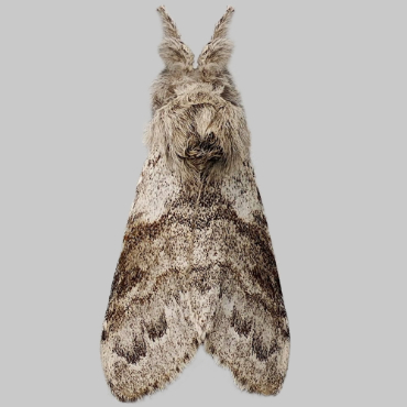Picture of Pale Tussock - Calliteara pudibunda (Male)