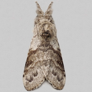 Image of Pale Tussock - Calliteara pudibunda (Male)
