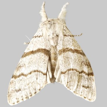 Picture of Pale Tussock - Calliteara pudibunda (Female)