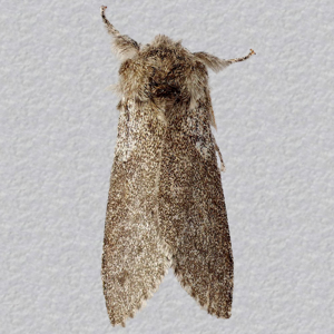 Image of Pale Tussock - Calliteara pudibunda f. concolor (Male)
