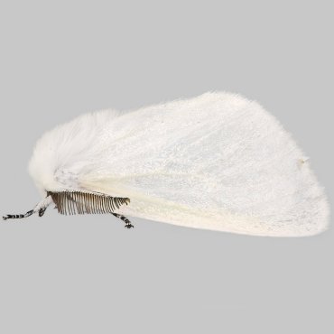 Picture of White Satin Moth - Leucoma salicis