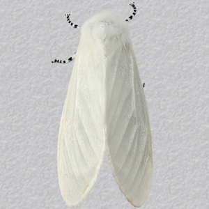 Image of White Satin Moth - Leucoma salicis