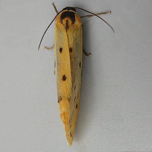 Image of Dew Moth - Setina irrorella