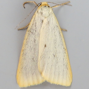 Image of Four-dotted Footman - Cybosia mesomella