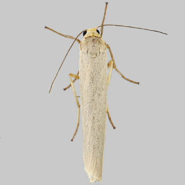 Picture of Hoary Footman - Eilema caniola*