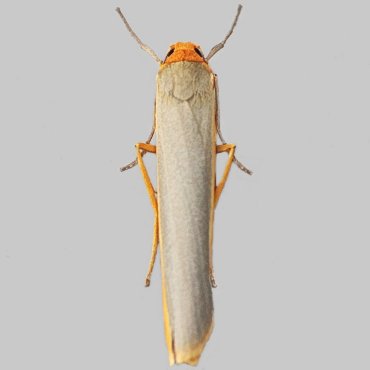 Picture of Scarce Footman - Eilema complana