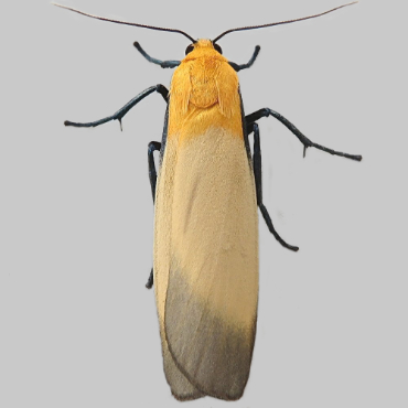 Picture of Four-spotted Footman - Lithosia quadra (Male)