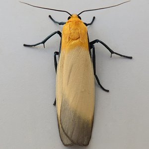 Image of Four-spotted Footman - Lithosia quadra (Male)