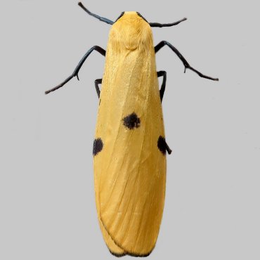 Picture of Four-spotted Footman - Lithosia quadra (Female)