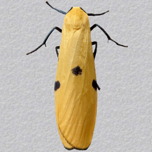 Image of Four-spotted Footman - Lithosia quadra (Female)