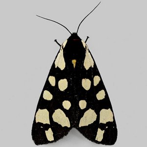 Image of Cream-spot Tiger - Arctia villica