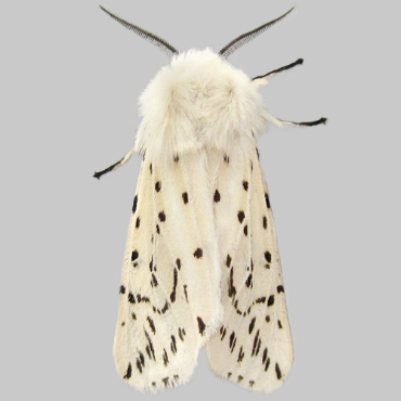 Picture of White Ermine - Spilosoma lubricipeda