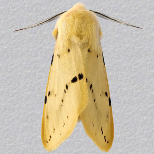 Image of Buff Ermine - Spilosoma luteum (Male)