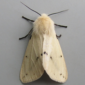 Image of Buff Ermine - Spilosoma luteum (Female)