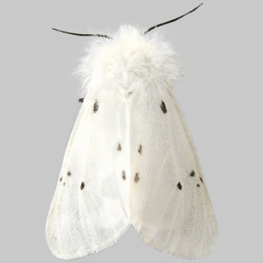 Picture of Muslin Moth - Diaphora mendica (Female)