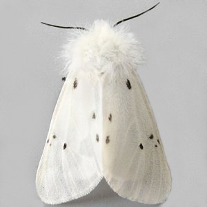 Image of Muslin Moth - Diaphora mendica (Female)