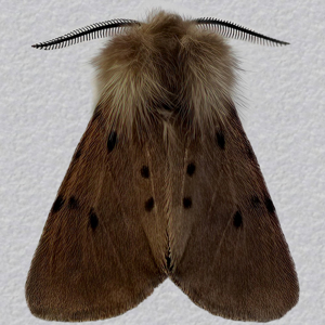 Image of Muslin Moth - Diaphora mendica (Male)